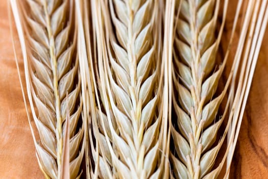 Cereal grain,wheat and ears of corn