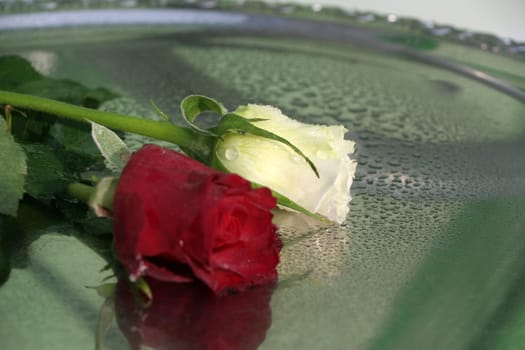 Roses