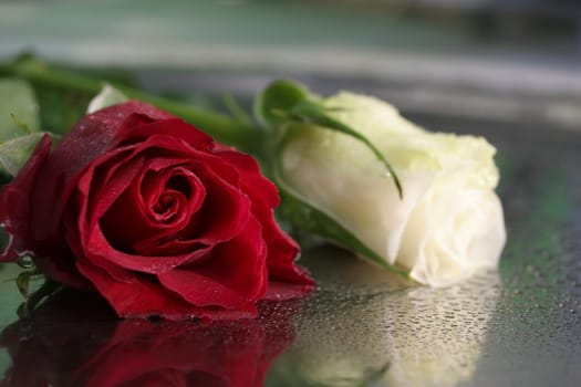 roses