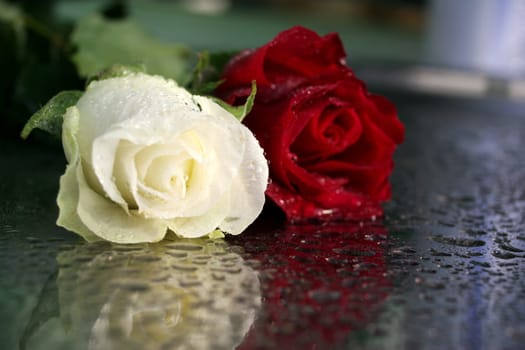 roses