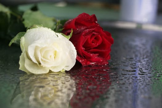 roses