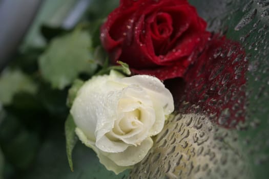 roses