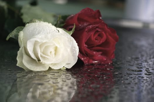 roses