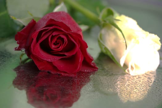roses