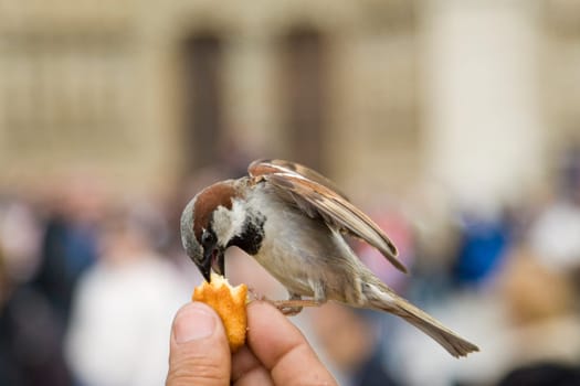 Sparrows Eating