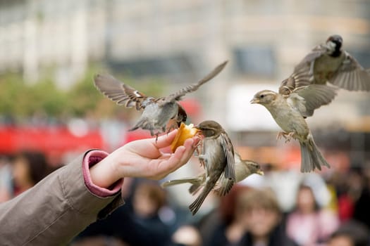 Sparrows Eating