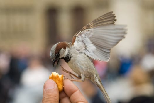Sparrows Eating
