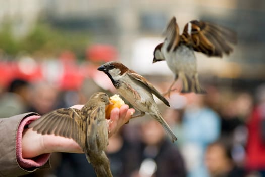 Sparrows Eating