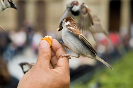 Sparrows Eating