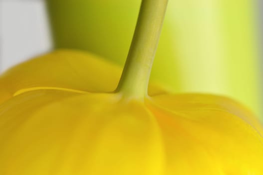 Tulip Chalice