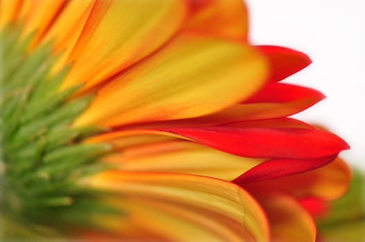 Gerbera chalice from behind