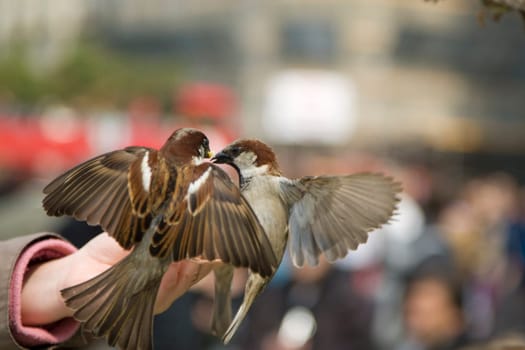 Sparrows Eating