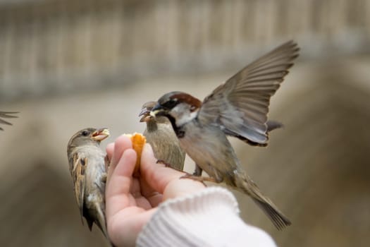 Sparrows Eating