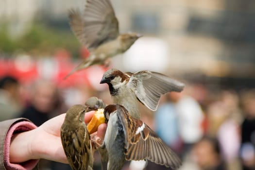 Sparrows Eating