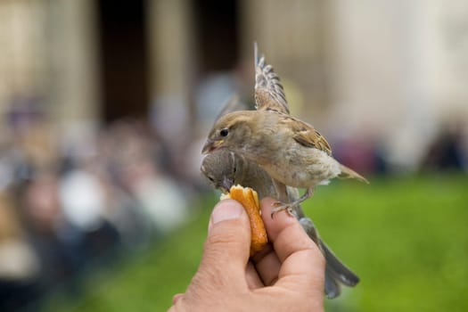 Sparrows Eating