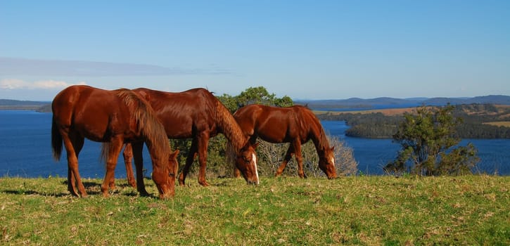 Horse family with lake view