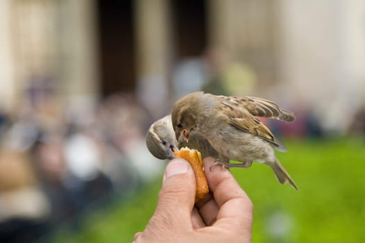 Sparrows Eating