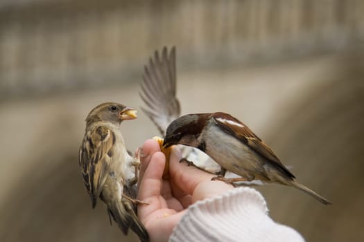 Sparrows Eating