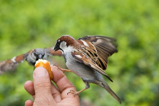 Sparrows Eating