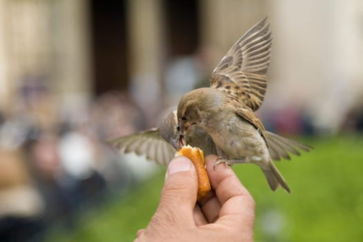 Sparrows Eating