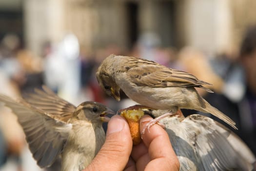 Sparrows Eating