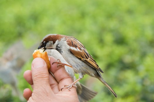 Sparrows Eating