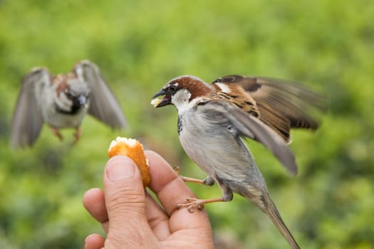Sparrows Eating