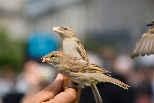 Sparrows Eating
