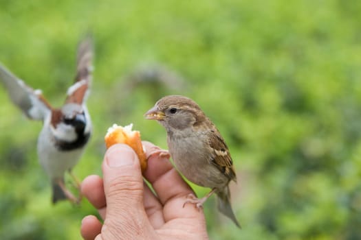 Sparrows Eating