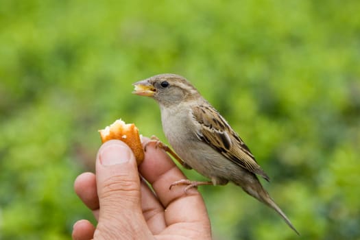Sparrows Eating
