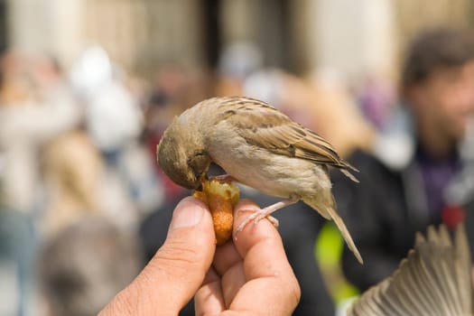 Sparrows Eating
