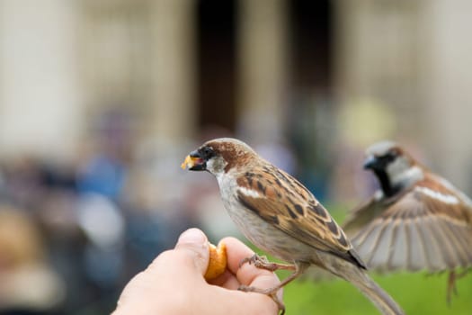 Sparrows Eating