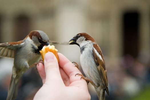 Sparrows Eating