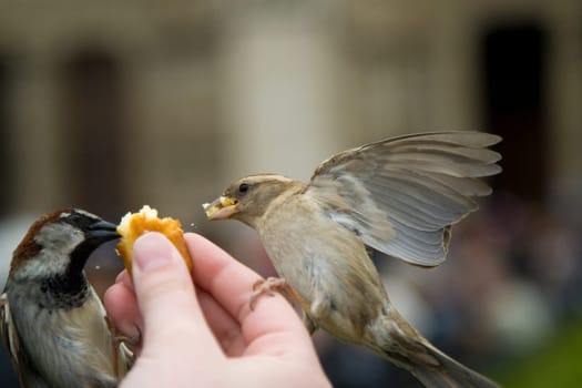 Sparrows Eating