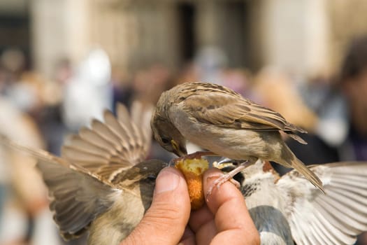 Sparrows Eating