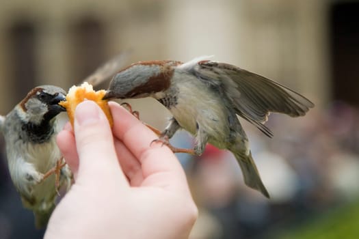 Sparrows Eating