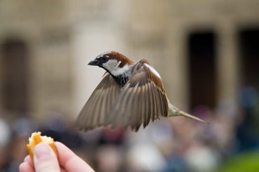 Sparrows Eating