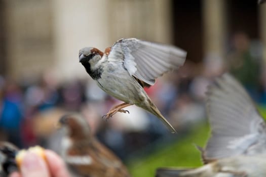 Sparrows Eating