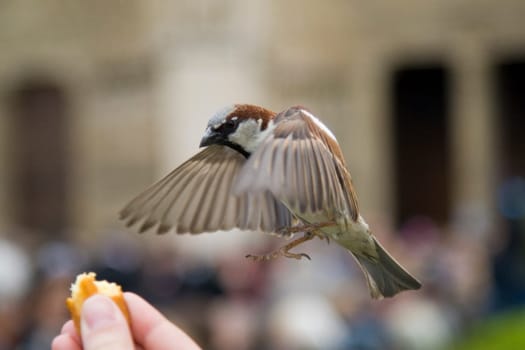 Sparrows Eating