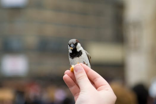 Sparrows Eating