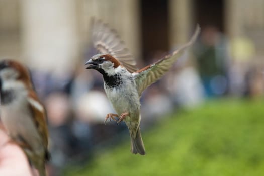 Sparrows Eating