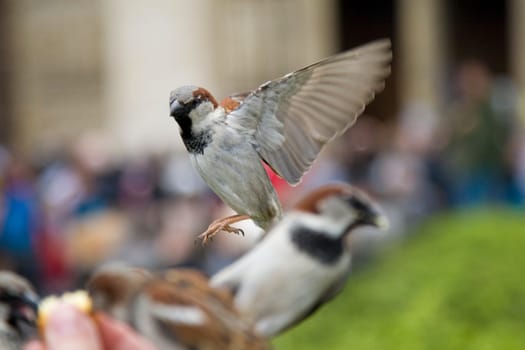 Sparrows Eating