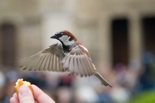 Sparrows Eating