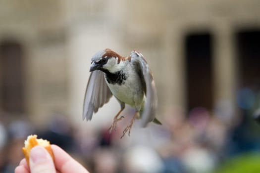 Sparrows Eating