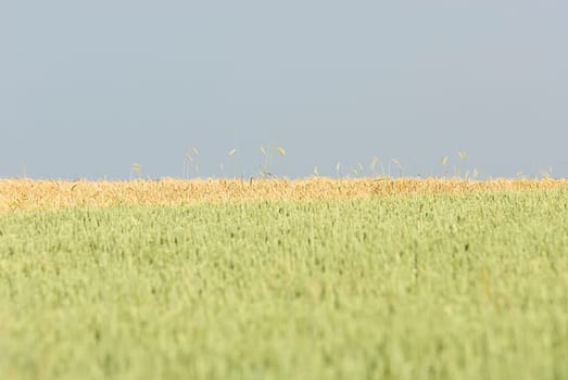 Cornfield 2