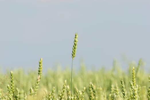 Grain 1