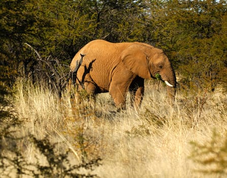 African elephant