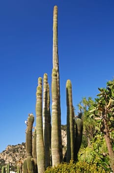 Columnar cacti