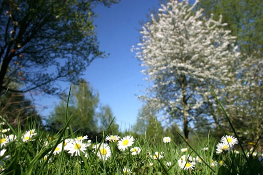 Daisies in front of trees in spring
