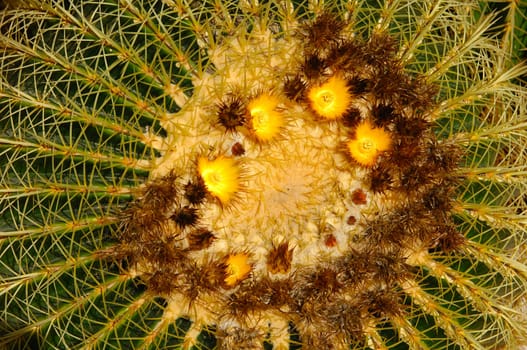 Blooming Golden Ball Cactus